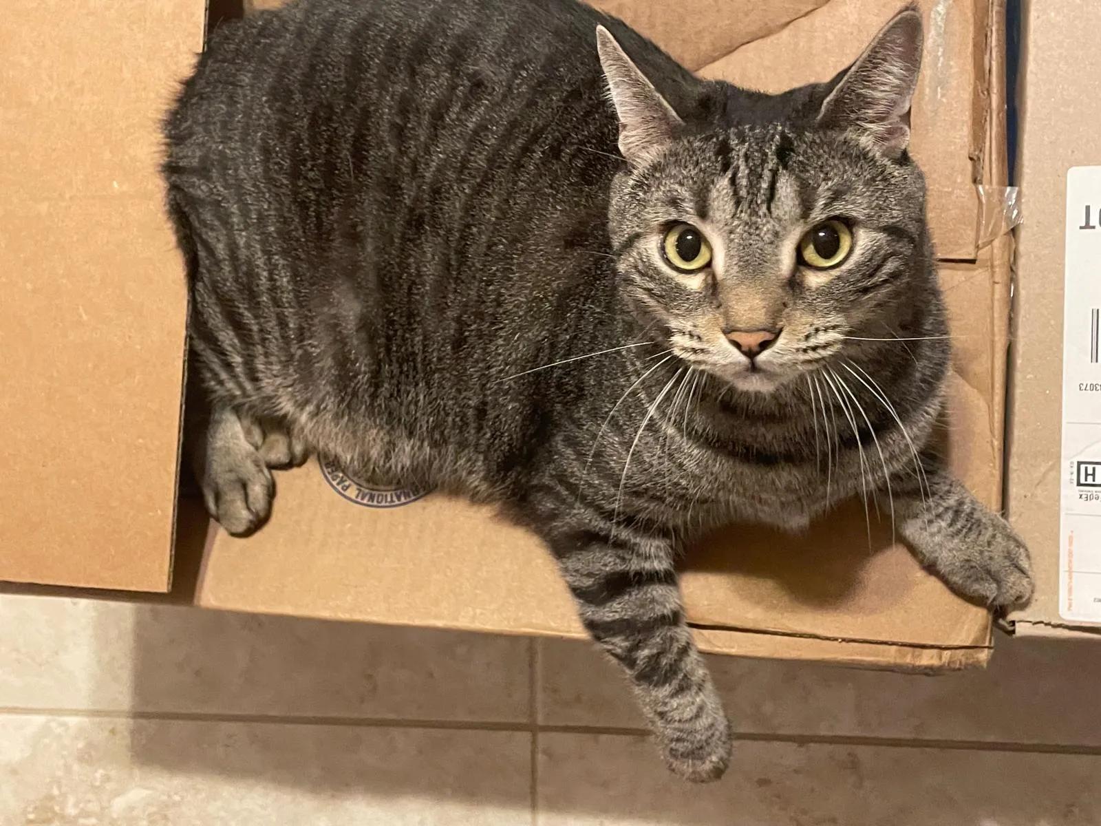 Grey tabby laying on cardboard box