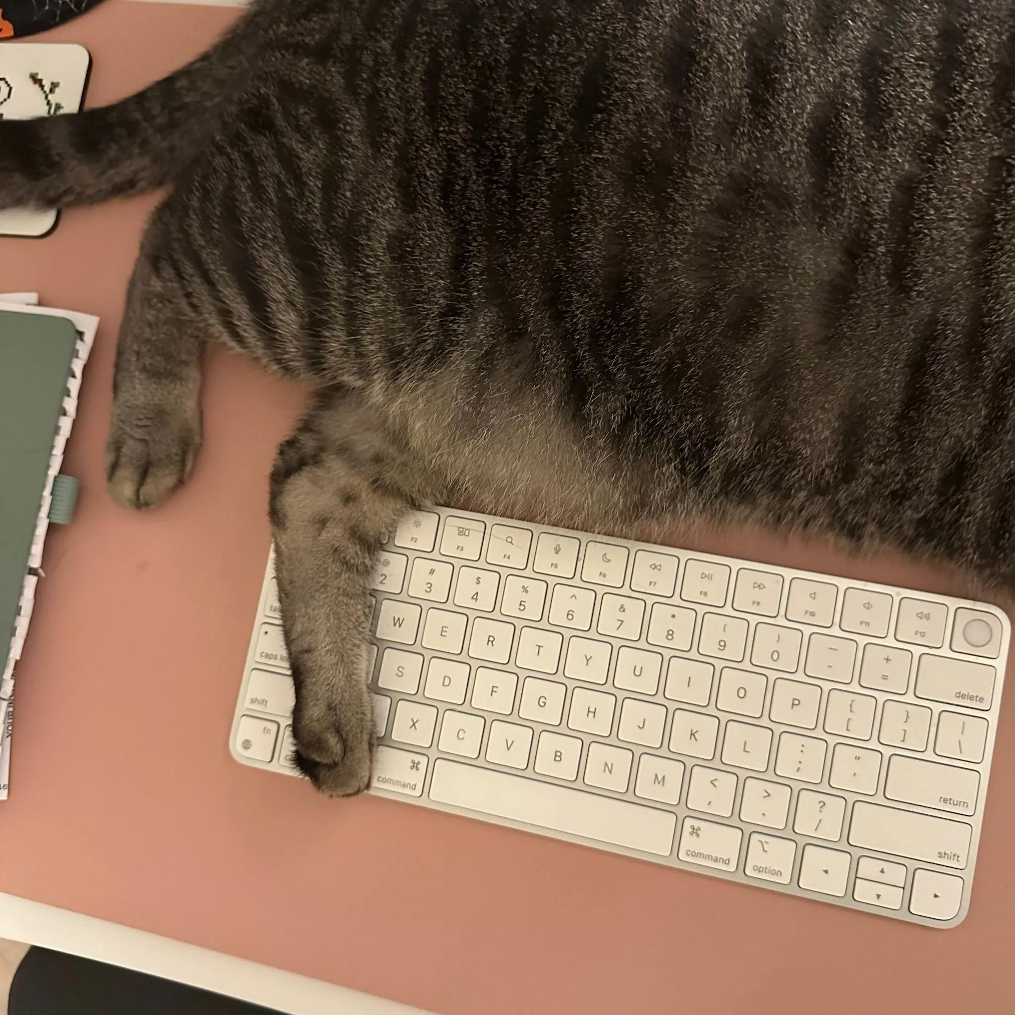 Grey tabby laying on desk with foot on keyboard